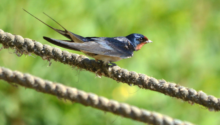 Participez au suivi des <strong>hirondelle</strong>s !